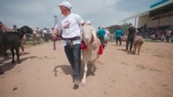 Бараны по цене квартиры